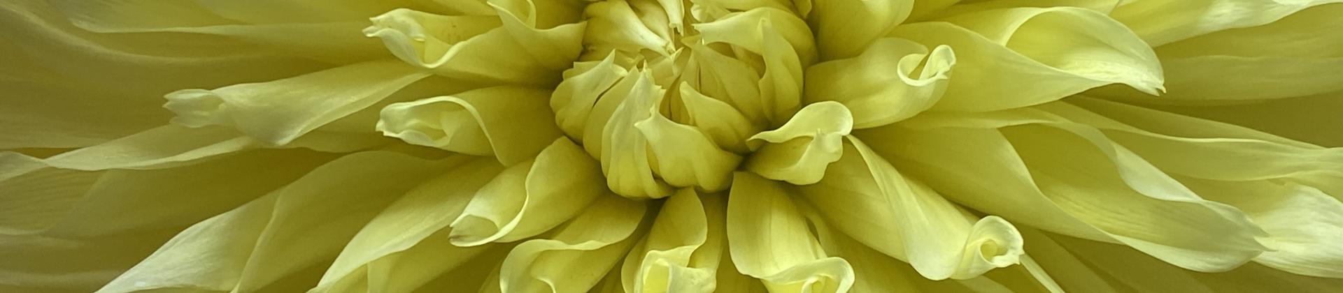 Blume